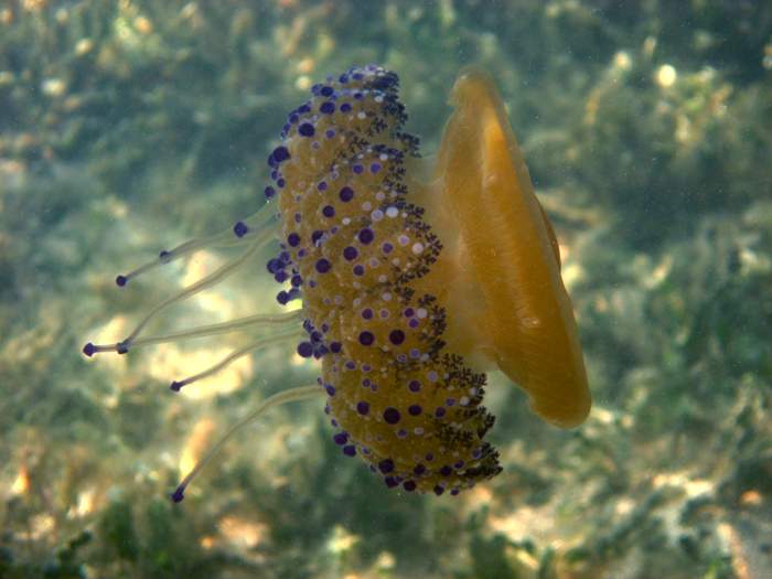 Cotylorhiza tuberculata (Macri, 1778)